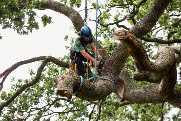  Buffalo, WY Tree Care Pros