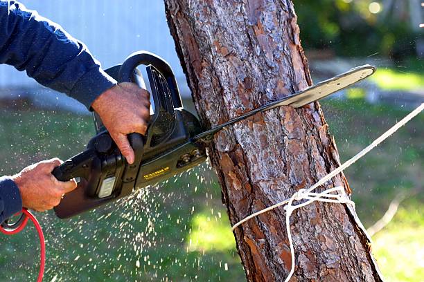 Best Emergency Tree Removal  in Buffalo, WY