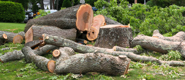 Reliable Buffalo, WY Tree Care Solutions