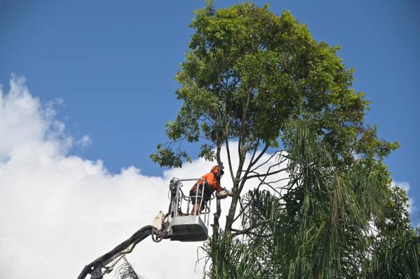 Best Tree Removal  in Buffalo, WY