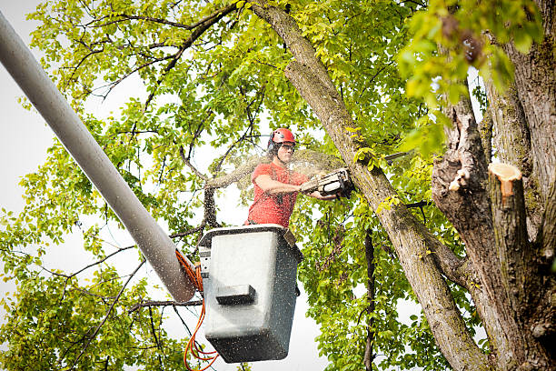 Tree and Shrub Care in Buffalo, WY