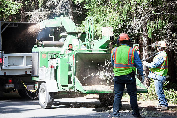 Best Root Management and Removal  in Buffalo, WY