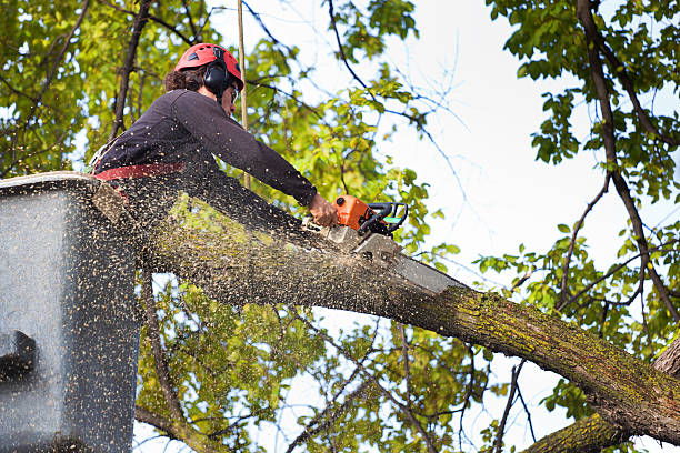 How Our Tree Care Process Works  in  Buffalo, WY