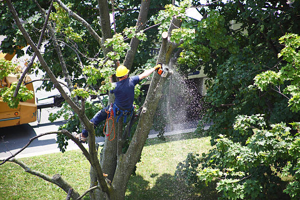 Best Arborist Consultation Services  in Buffalo, WY