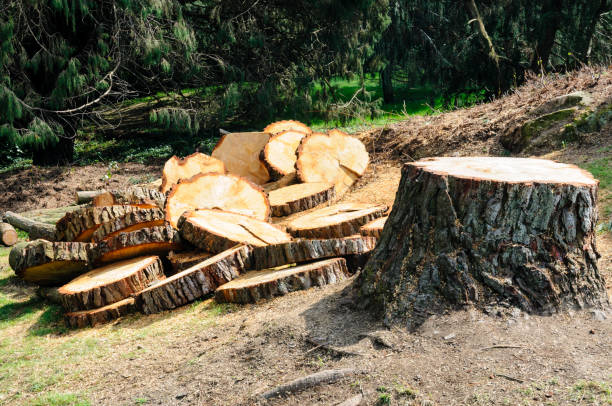 Best Tree Maintenance Programs  in Buffalo, WY
